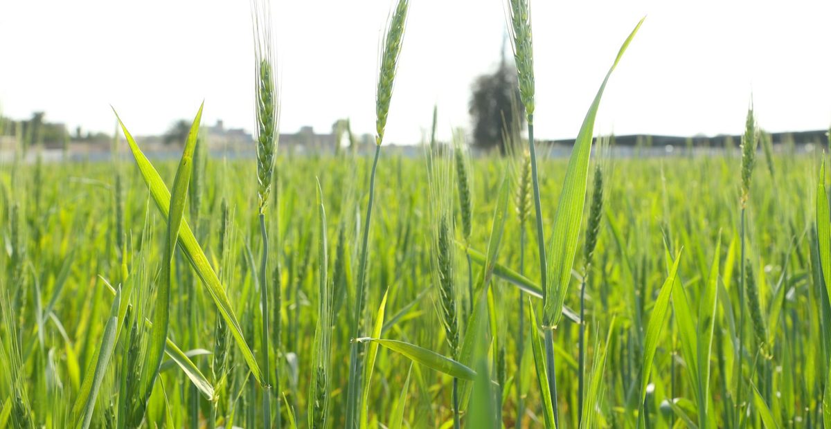 Green wheat growing in a field under a clear sky